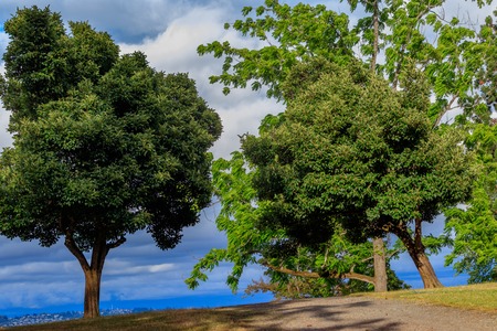 blue sky with clouds over green treesの写真素材