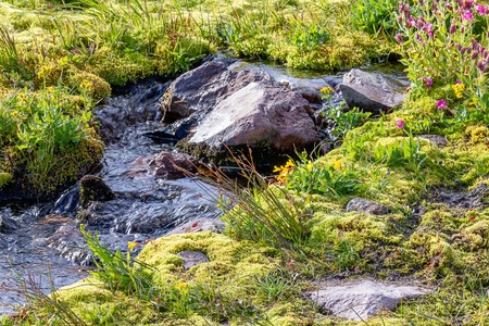 alpine meadow with streams and stones at mount rainier