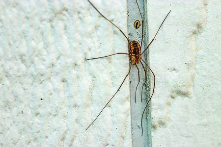 brown spider sitting in virticle blue siding
