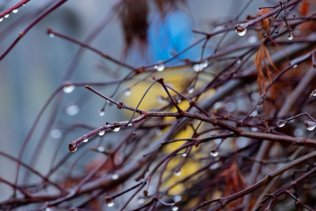moody branches in winter covered in dew dropsの写真素材