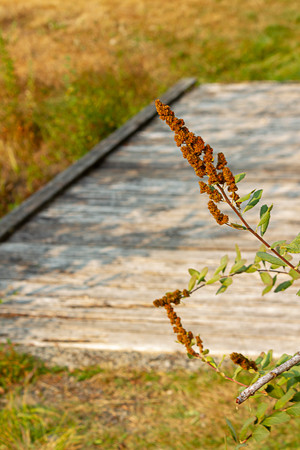 old dry blossoms on butterfly bush in summerの写真素材