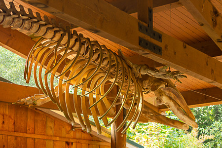 orca whale bones hanging as display under wood beamsの写真素材