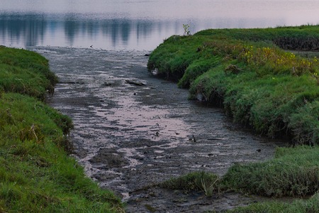 evening light spreading over green summer wetlands in washington stateの写真素材
