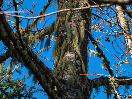 old tree trunk covered in hanging strands of moss
