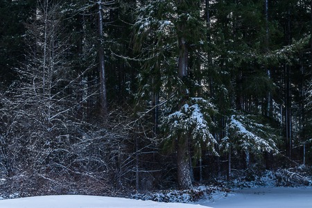 frosty pine tree in a park with heavy snowfallの写真素材