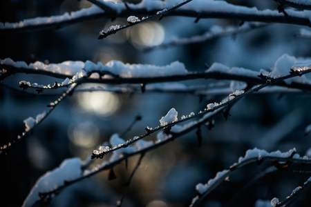 sun shining through snow resting on a branchの写真素材