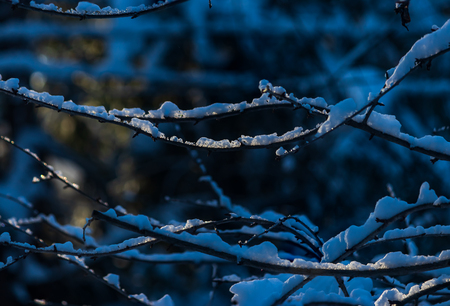 snow on a tree branch with sun shining through itの写真素材
