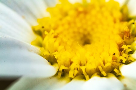 macro white shasta daisy yellow centerの写真素材