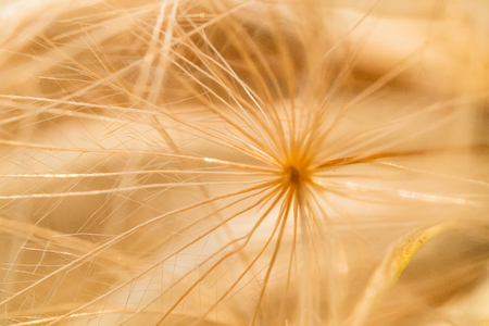 beautiful macro geometric dandelion seedpodの写真素材