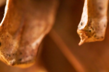 pine cone spine closeup macroの写真素材