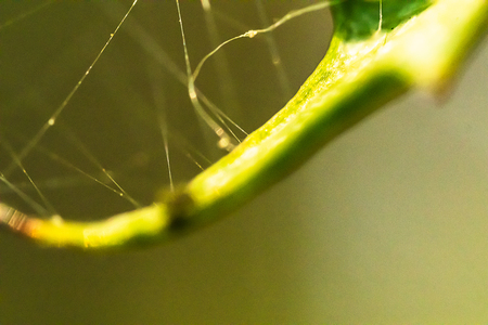 green macro stem with spider webの写真素材