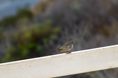 small brown bird profile