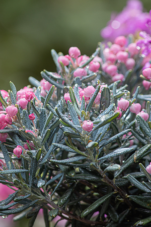 pink bog rosemary blooming in spring garden in washingtonの写真素材