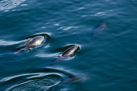 pod of dolphin swim together in water in spring