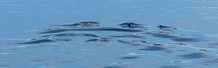 group of dolphins swim away in puget sound