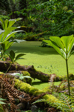 green pond covered in duckweed in a garden