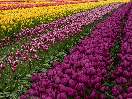 Dark purple tulips with other colors lined up in the background