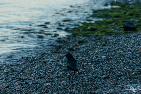 black crow walking along a rocky shorelineの写真素材