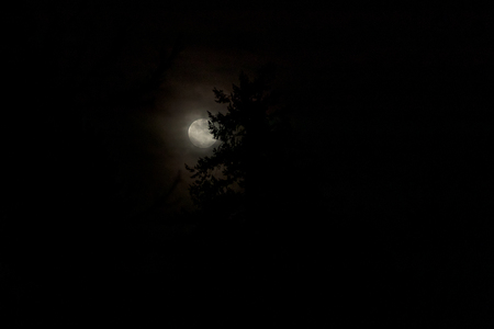 full moon behind a silhouetted pine treeの写真素材