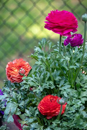 multi colored ranunculas growing in garden against green
