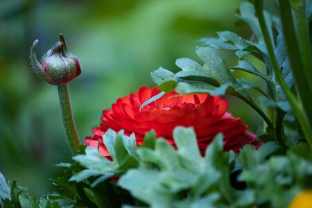 red ranunculas growing in garden against greenの写真素材