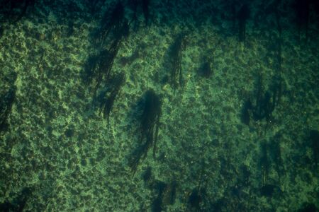 puget sound view from above looking down at kelp