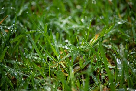 grass growing in spring with early morning dew drops on them from morning rain