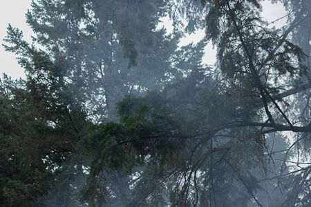 smoke crawling up through large pine trees