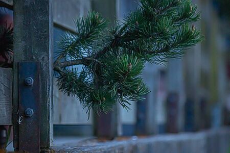 pine tree branch sticking through a hand railの写真素材