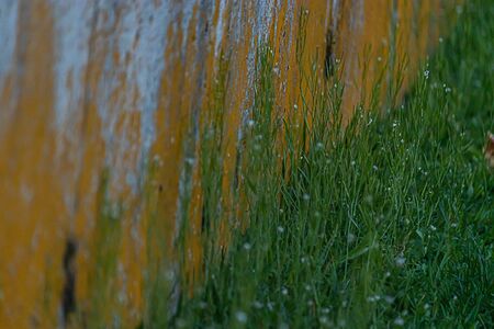 dewey morning grass growing next to a rusty metal wallの写真素材