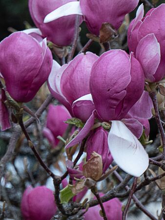 close up of knarled pink magnolia tree blooming heavily in springの写真素材