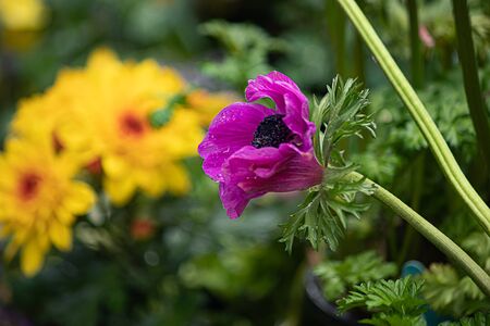 flowers blooming in a group in the garden with purple anemone out in frontの写真素材
