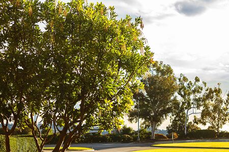 tree lined lawn drive overlooking city scape with blue sky and cloudscape