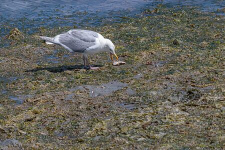 white seagull with gray wings standing on a low tide beach eating a small fishの写真素材