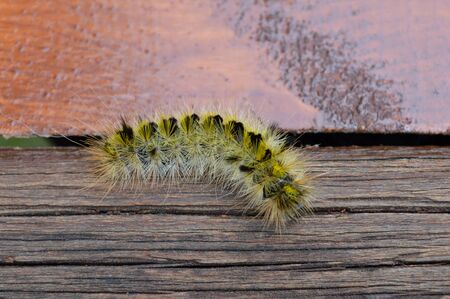 yellow fuzzy caterpillar moving around a deck railingの写真素材