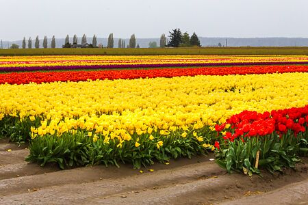 tulip fields in farmland with stripes of yellow and red tulips in light rain