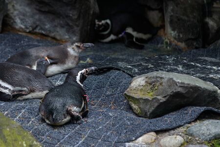 penguins scattered around a wet landscape with rocks and waterの写真素材