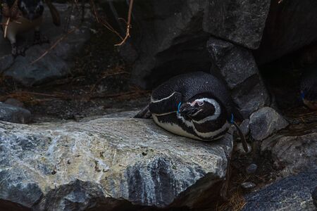 penguins scattered around a wet landscape with rocks and waterの写真素材