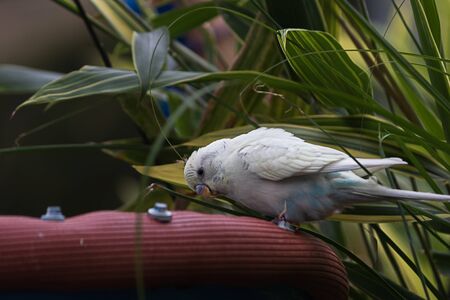 various colorful budgies perched around a roomの写真素材