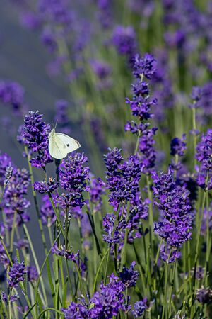 colorfull butterfly perched on the end of a lavender flower in full bloom in springの写真素材