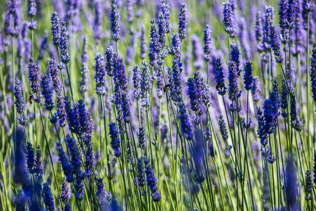 bright purple lavender flowers in full bloom on a farmの写真素材