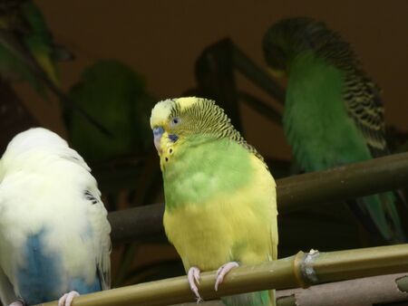 many budgies grouped on a bamboo perch