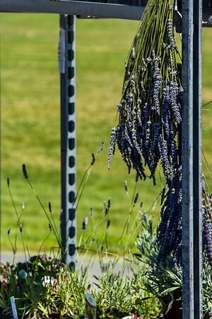 lavender bundle hanging and drying in summer sun mid afternoon