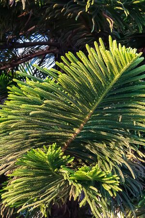 a large conifer tree called a norfolk island pine