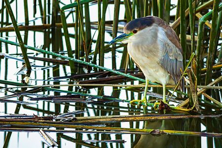 black beaked night heron with white chest on shoreline among reeds reflected on pond water