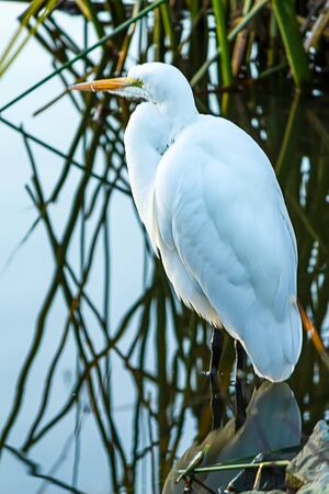 great white egret on shoreline with reeds and water reflections in the morningの写真素材