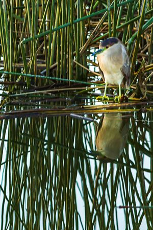 black beaked night heron with white chest on shoreline among reeds reflected on pond water