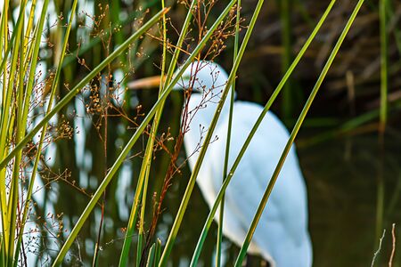 Reeds with weed flowers and shadowy great white egret in backgroundの写真素材