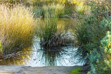 shoreline of small pond surrounded and partly covered by ratan reeds and shrubberyの写真素材