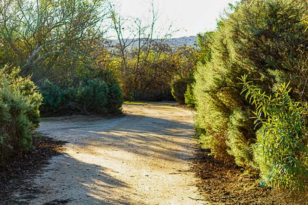 dirt walking path with long stripes of shadows from trees and shrubbery